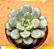 Graptoveria amethorum - Imagem 2