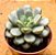 Graptoveria amethorum - Imagem 1