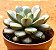 Graptoveria amethorum - Imagem 3