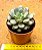 Graptoveria amethorum - Imagem 4