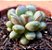 Graptoveria amethorum - Imagem 1