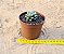 Graptoveria amethorum - Imagem 4