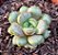 Graptoveria amethorum - Imagem 2