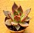 Echeveria Antares - Imagem 1
