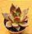 Echeveria Antares - Imagem 4