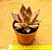 Echeveria Antares - Imagem 3