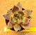 Echeveria Antares - Imagem 2