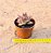Echeveria Antares - Imagem 4