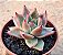Echeveria Antares - Imagem 2