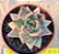 Echeveria Antares - Imagem 1