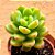 Sedum shangrila variegata - Imagem 2