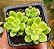 Sedum shangrila variegata - Imagem 4