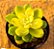 Sedum shangrila variegata - Imagem 1