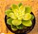 Sedum shangrila variegata - Imagem 2