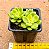 Sedum shangrila variegata - Imagem 3
