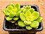 Sedum shangrila variegata - Imagem 2