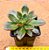 Echeveria sanguinea - Imagem 2