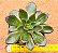 Echeveria sanguinea - Imagem 1