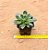 Echeveria sanguinea - Imagem 4