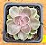 Echeveria duchess of nuremberg - Imagem 2