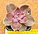 Echeveria duchess of nuremberg - Imagem 1