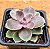 Echeveria duchess of nuremberg - Imagem 1