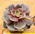 Echeveria zesta - Imagem 2