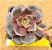 Echeveria zesta - Imagem 1
