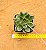 Echeveria ebony green - Imagem 3