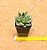 Echeveria ebony green - Imagem 4