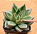 Echeveria ebony green - Imagem 2