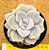 Graptoveria Margaret rose - Imagem 1