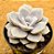 Graptoveria Margaret rose - Imagem 2
