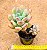 Pachyveria dr. Cornelius - Imagem 3