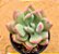 Pachyveria dr. Cornelius - Imagem 2