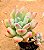 Pachyveria dr. Cornelius - Imagem 1