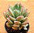 Pachyveria dr. Cornelius - Imagem 1