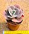 Echeveria joy giants - Imagem 3