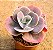 Echeveria joy giants - Imagem 2
