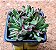 Crassula pubescens - Imagem 2
