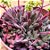 Crassula pubescens - Imagem 4