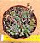 Crassula pubescens - Imagem 2