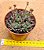 Crassula pubescens - Imagem 1