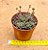 Crassula pubescens - Imagem 3