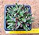 Crassula pubescens - Imagem 1