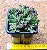Crassula pubescens - Imagem 3