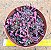 Crassula pubescens - Imagem 1