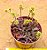 Crassula pubescens - Imagem 7