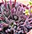 Crassula pubescens - Imagem 5
