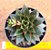 Echeveria love rain - Imagem 2